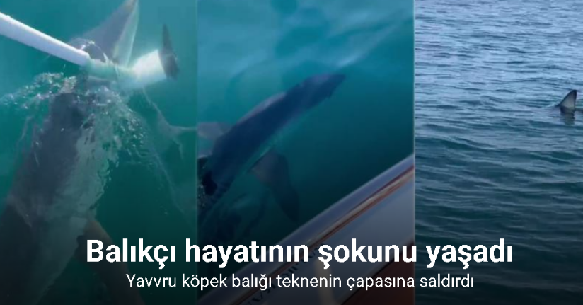 Antalya’da yavru köpek balığı teknenin çapasına saldırdı, balıkçı hayatının şokunu yaşadı
