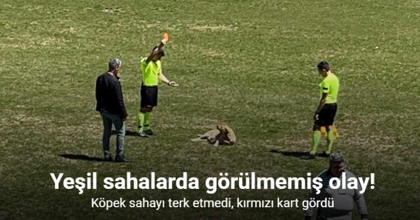 Amatör müsabakada sahaya giren köpeğe kırmızı kart