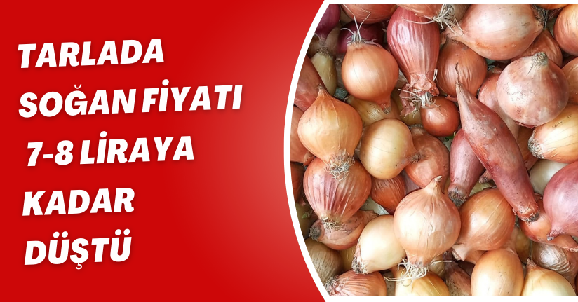 Tarlada soğan fiyatı 7-8 liraya kadar düştü