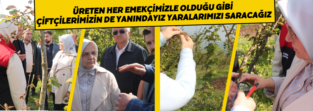 Zirai Donun Etkilediği Yerde İnceleme