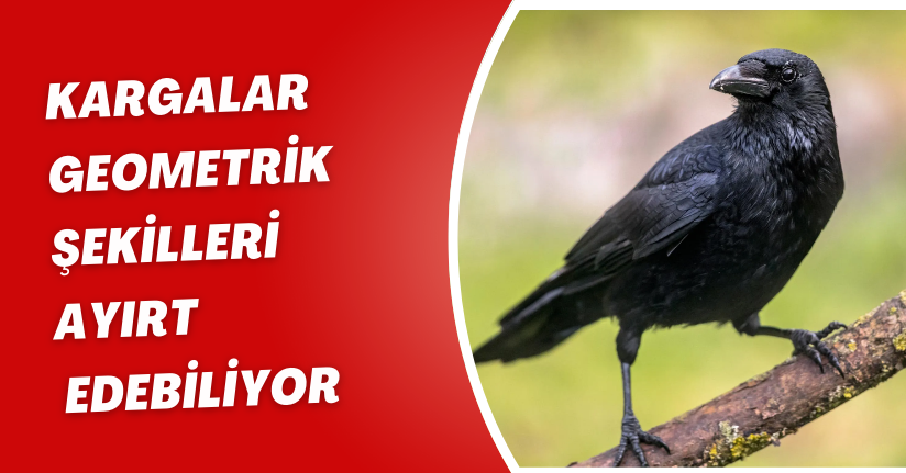  Kargalar geometrik şekilleri ayırt edebiliyor