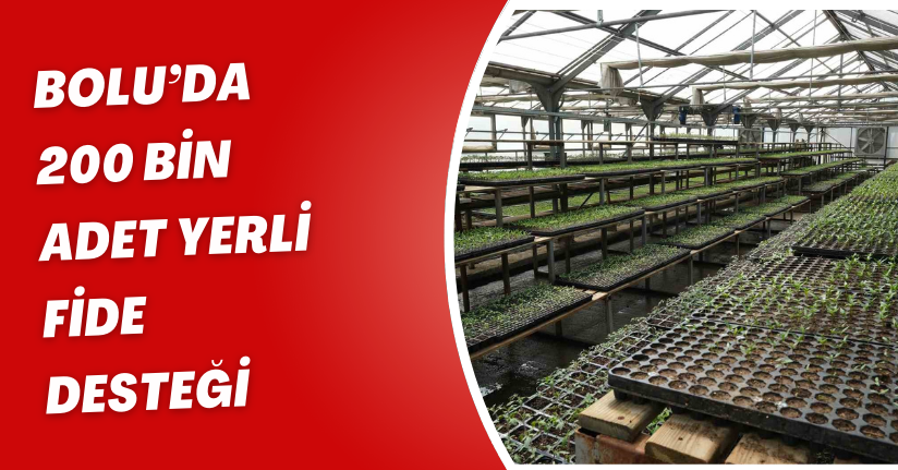 Bolu’da 200 bin adet yerli fide desteği