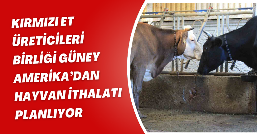 Kırmızı Et Üreticileri Birliği, Güney Amerika’dan hayvan ithalatı planlıyor