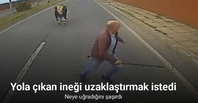Yola çıkan ineği uzaklaştırmak isterken neye uğradığını şaşırdı