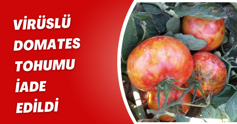 Virüslü domates tohumu iade edildi