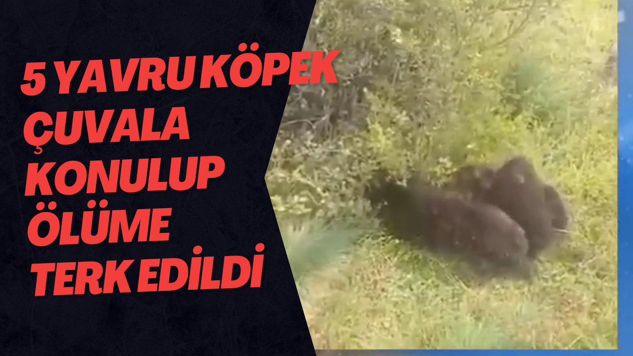 5 Yavru Köpek Çuvala Konulup Ölüme Terk Edildi