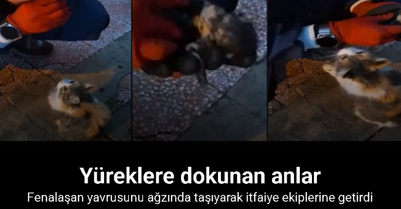 Anne kedinin getirdiği yavruyu, itfaiyecinin kurtarma mücadelesi kamerada