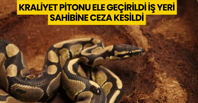 Sakarya'da kraliyet pitonu ele geçirildi, iş yeri sahibine ceza kesildi