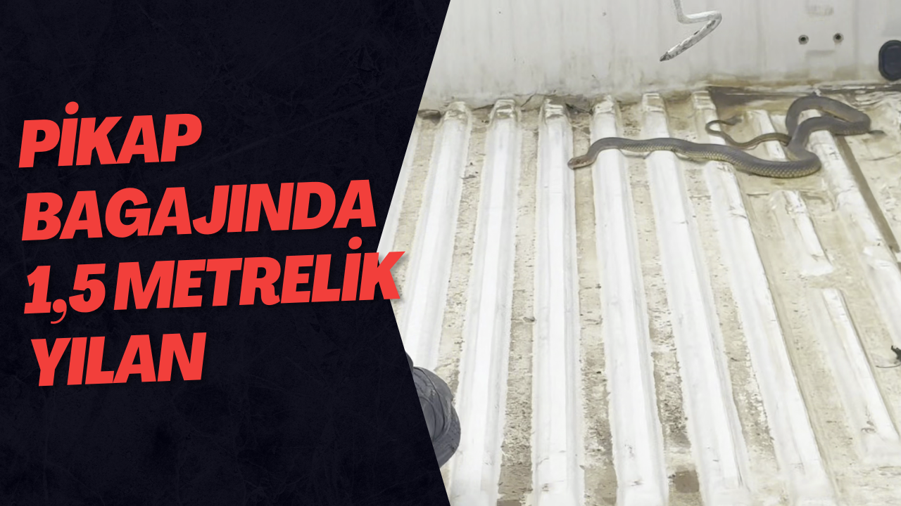 Pikap Bagajında 1,5 Metrelik Yılan
