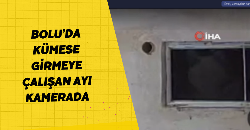 Bolu’da kümese girmeye çalışan ayı kamerada
