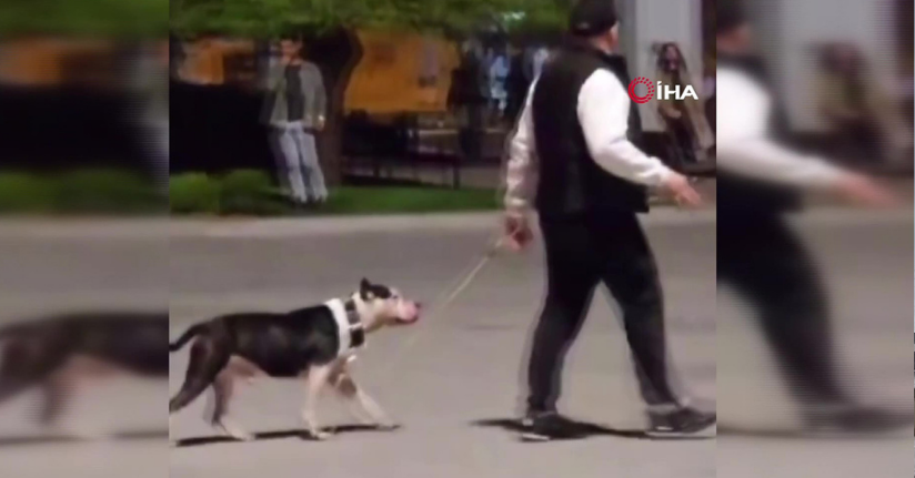 Pitbull cinsi köpeğini diğer hayvanların üstüne salan sahibine 6 bin 923 TL para cezası