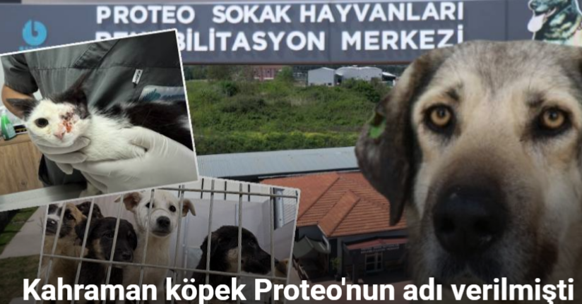 Kahraman köpek Proteo’nun adının yaşadığı merkez, sokak hayvanlarına şifa dağıtıyor