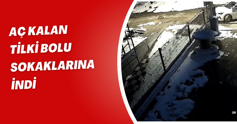Aç kalan tilki Bolu sokaklarına indi