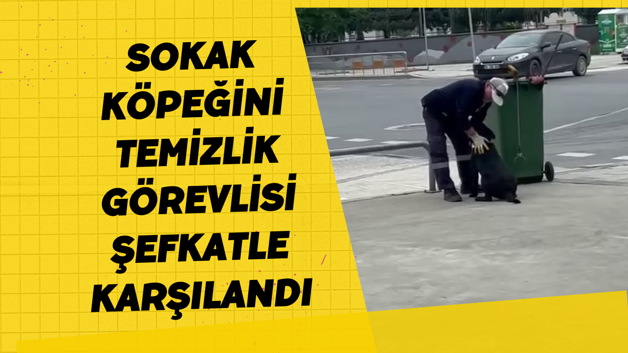 Sokak Köpeğini Temizlik Görevlisi Şefkatle Karşılandı
