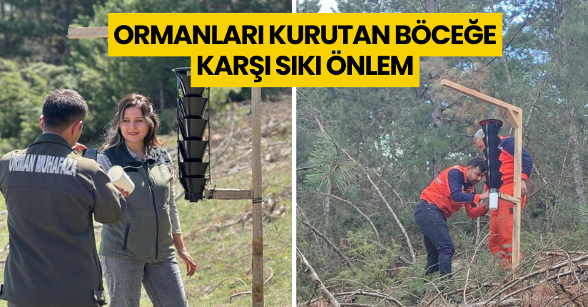 Ormanları kurutan böceğe karşı sıkı önlem