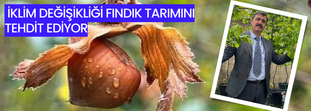 İklim Değişikliği Fındık Tarımını Tehdit Ediyor