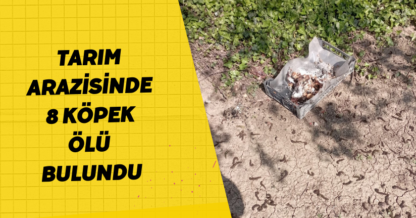 Tarım arazisinde 8 köpek ölü bulundu
