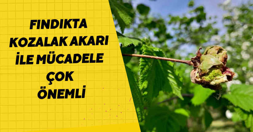 Fındıkta kozalak akarı ile mücadele çok önemli