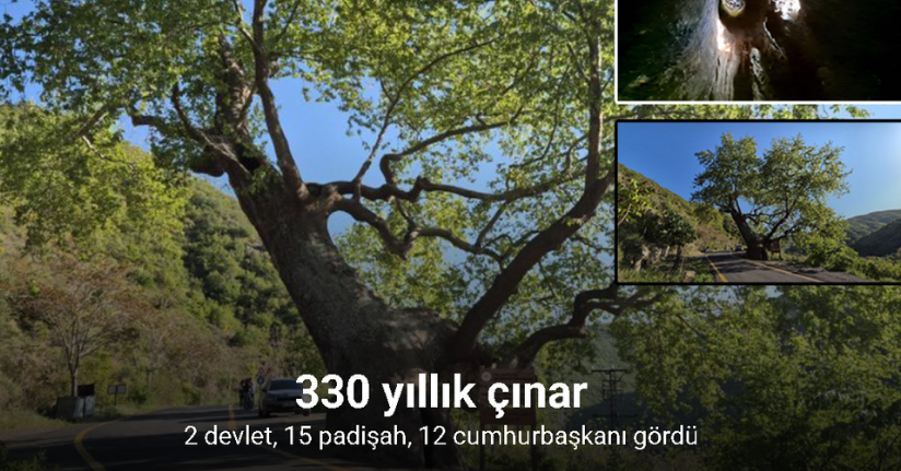 330 yıllık çınar: 2 devlet, 15 padişah, 12 cumhurbaşkanı gördü