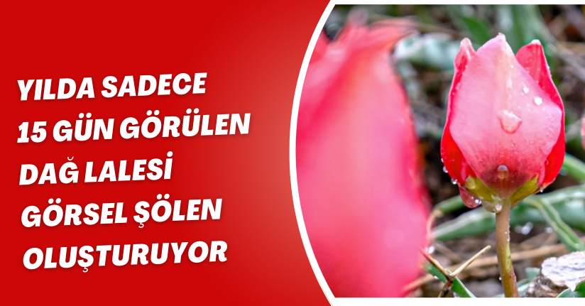  Yılda sadece 15 gün görülen ‘dağ lalesi’ görsel şölen oluşturuyor