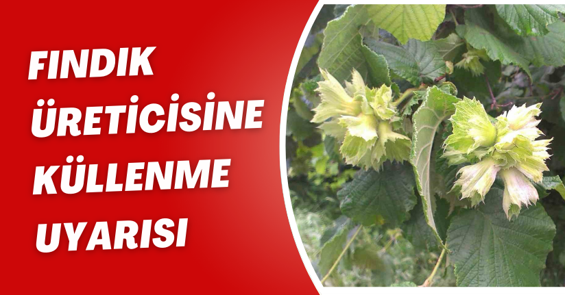 Fındık üreticisine ‘küllenme’ uyarısı