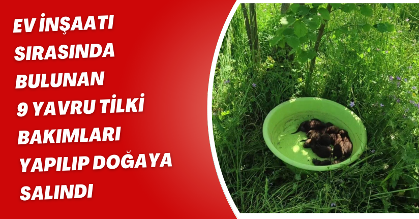  Ev inşaatı sırasında bulunan 9 yavru tilki, bakımları yapılıp doğaya salındı