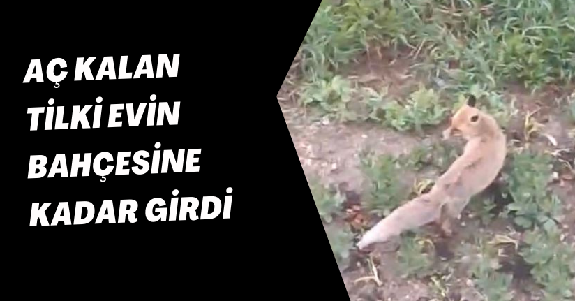 Aç kalan tilki evin bahçesine kadar girdi