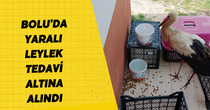 Bolu’da yaralı leylek tedavi altına alındı