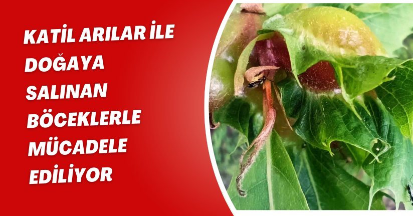 Katil arılar ile doğaya salınan böceklerle mücadele ediliyor