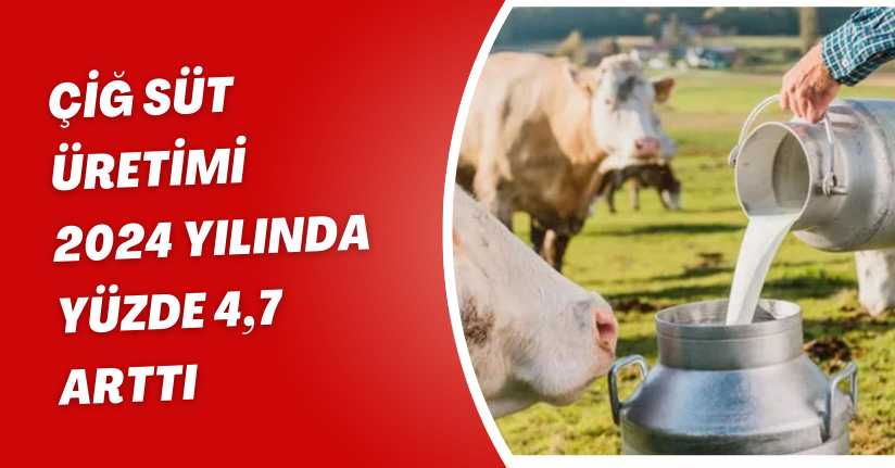 Çiğ süt üretimi 2024 yılında yüzde 4,7 arttı