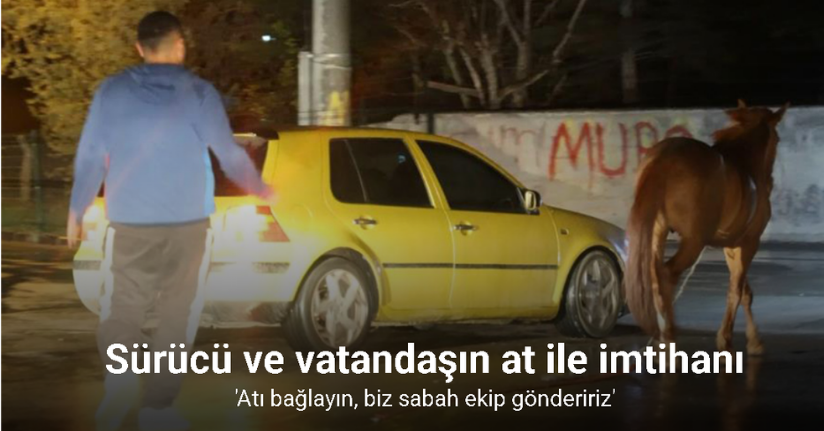 Belediyeden başıboş at ihbarı yapan vatandaşa 