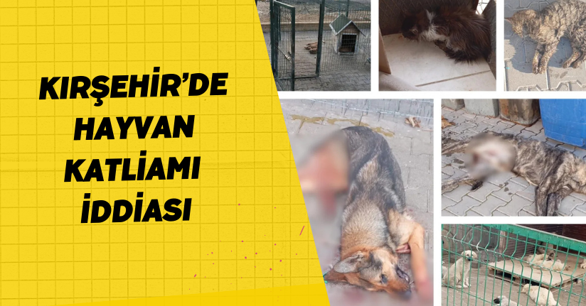 Kırşehir’de hayvan katliamı iddiası