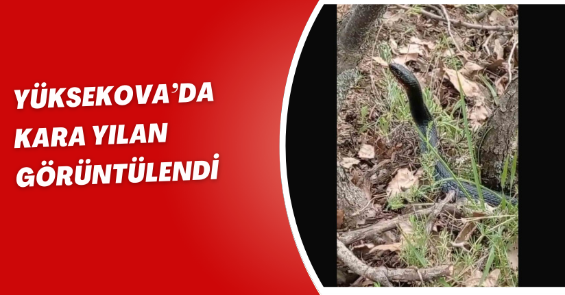 Yüksekova’da kara yılan görüntülendi