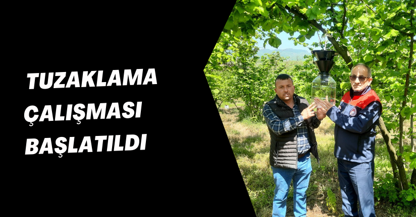 Gümüşova'dan Kahverengi Kokarcaya Karşı Örnek Proje: Tuzaklama Çalışması Başlatıldı