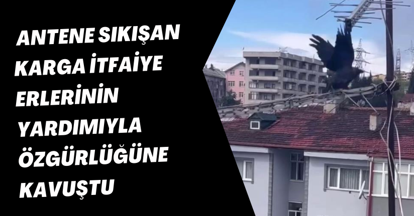  Antene sıkışan karga itfaiye erlerinin yardımıyla özgürlüğüne kavuştu