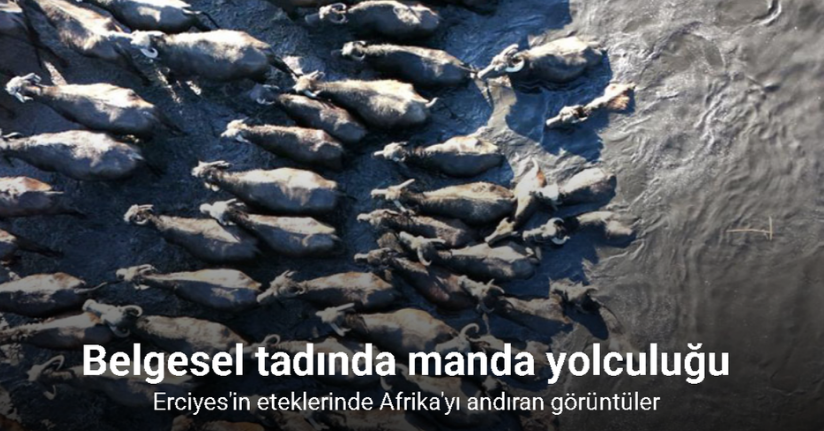 Belgesel tadında manda yolculuğu
