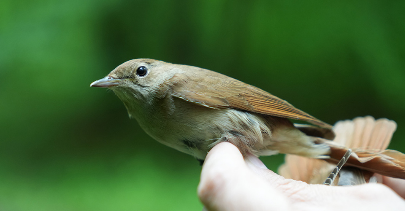 Bülbülün göç sırrı ortaya çıkıyor