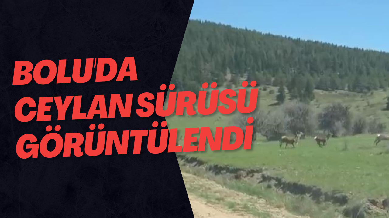Bolu'da Ceylan Sürüsü Görüntülendi