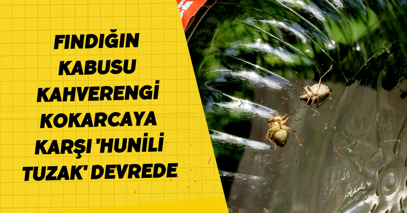 Fındığın kabusu kahverengi kokarcaya karşı 'hunili tuzak' devrede