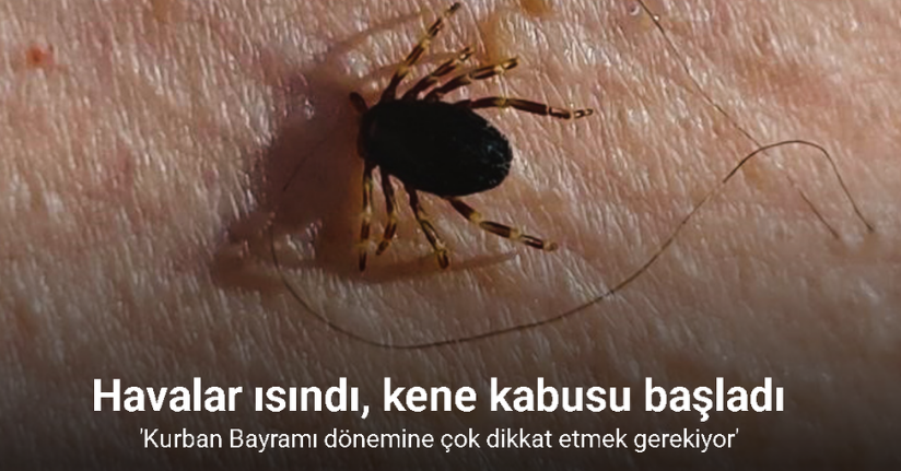Havalar ısındı, kene kabusu başladı