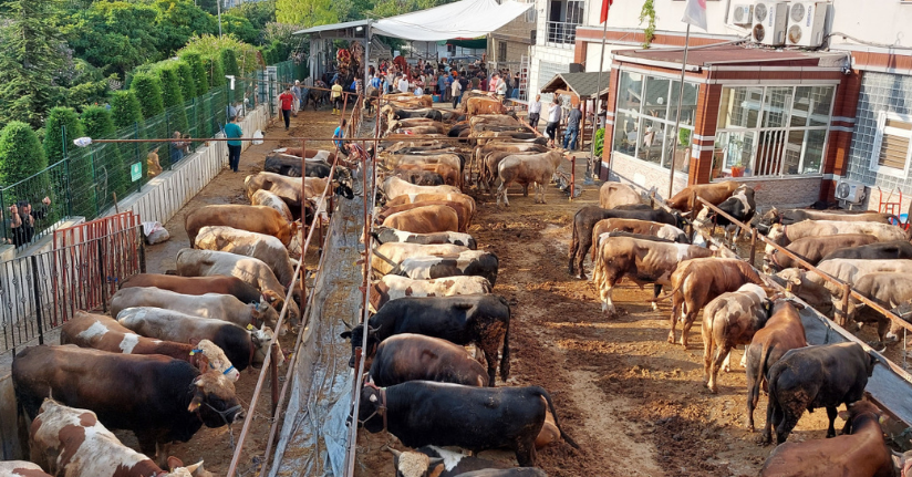 İstanbul’da kurban satış ve kesim alanları hazırlanmaya başlandı