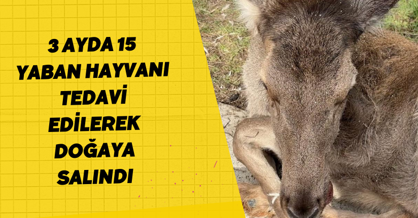 3 ayda 15 yaban hayvanı tedavi edilerek doğaya salındı