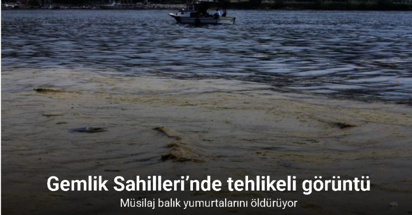 Gemlik Sahilleri’nde tehlikeli görüntü...Müsilaj balık yumurtalarını öldürüyor