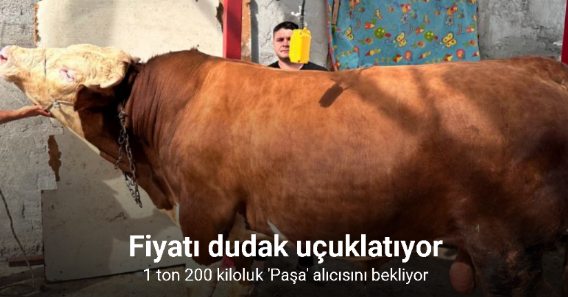 1 ton 200 kiloluk kurbanlık, araba fiyatına alıcısını bekliyor