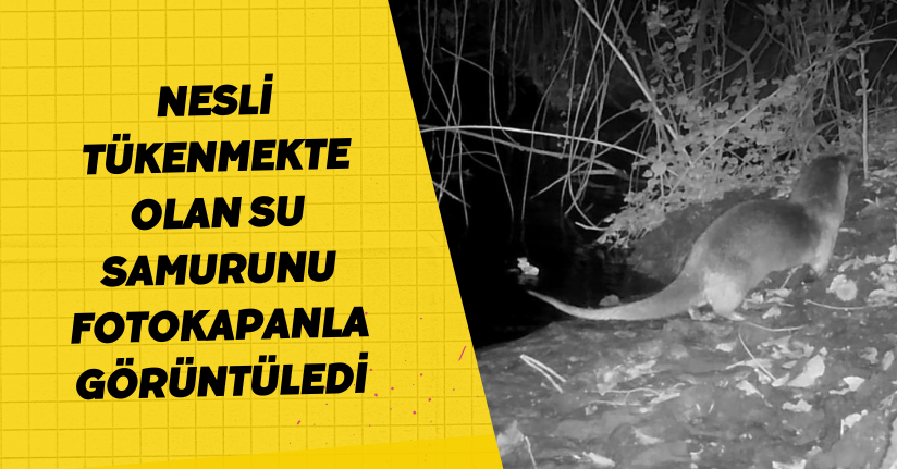 Nesli tükenmekte olan su samurunu fotokapanla görüntüledi