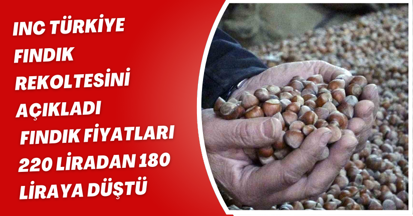 INC Türkiye fındık rekoltesini açıkladı, fındık fiyatları 220 liradan 180 liraya düştü