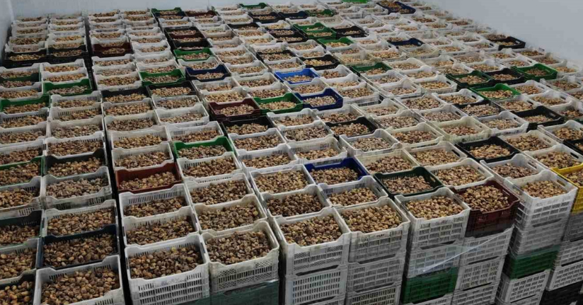 Kuru incir ihracatı yüzde 28 büyüdü