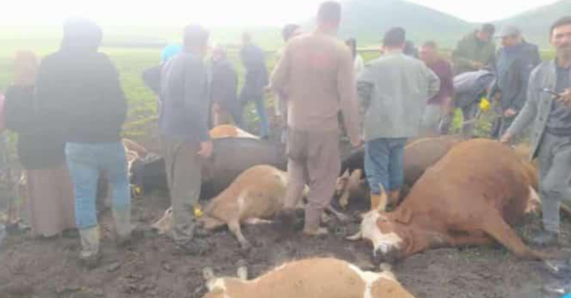 Kars’ta sürünün üzerine yıldırım düştü: 2 çoban yaralandı, 10 hayvan telef oldu
