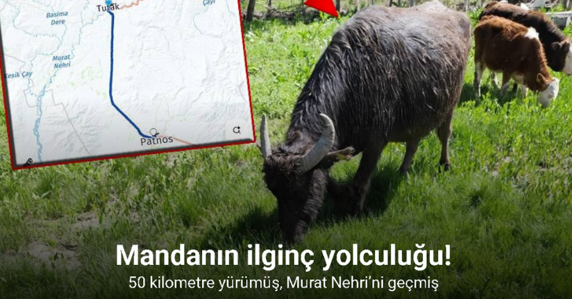 Malazgirt’ten kaçan manda Patnos’ta ortaya çıktı; 50 kilometre yürümüş, Murat Nehri’ni geçmiş