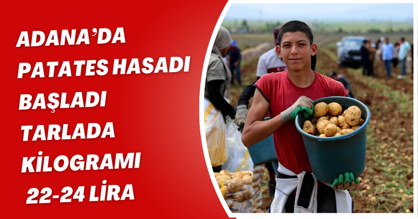 Adana’da patates hasadı başladı, tarlada kilogramı 22-24 lira